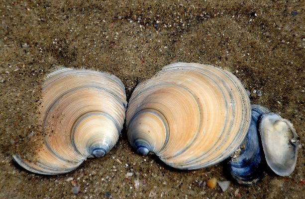 Beach sand biology seafood Photo