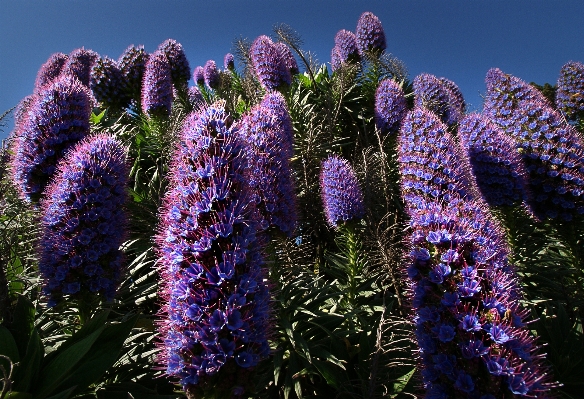 Natur anlage blume botanik
 Foto