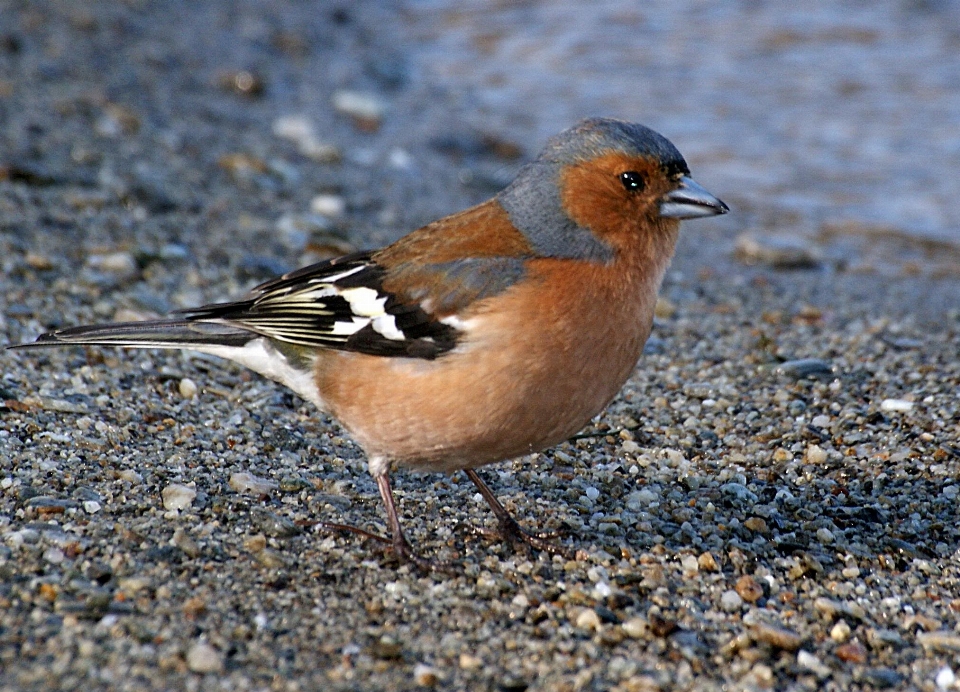 鸟 野生动物 喙 robin