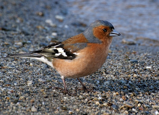 Bird wildlife beak robin Photo