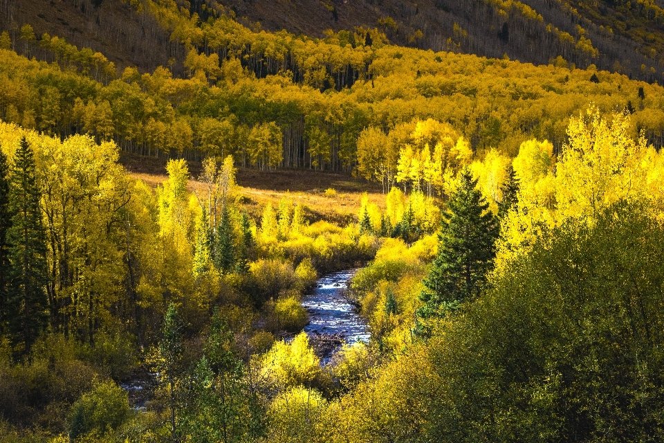 風景 木 水 自然