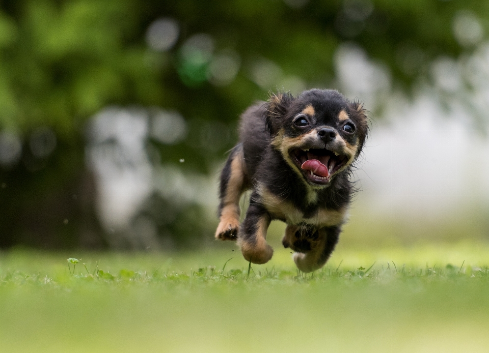 Natureza doce filhote de cachorro