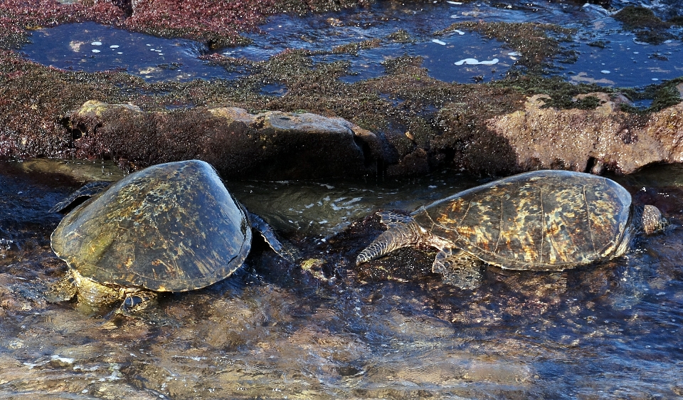 Sea water nature rock