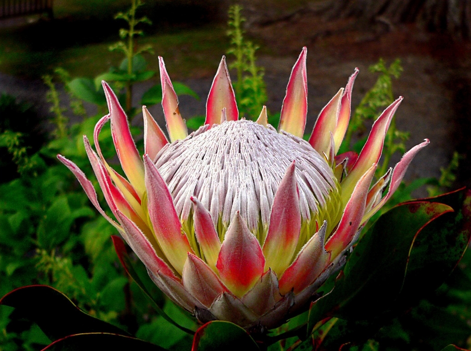 Anlage blume blütenblatt botanik
