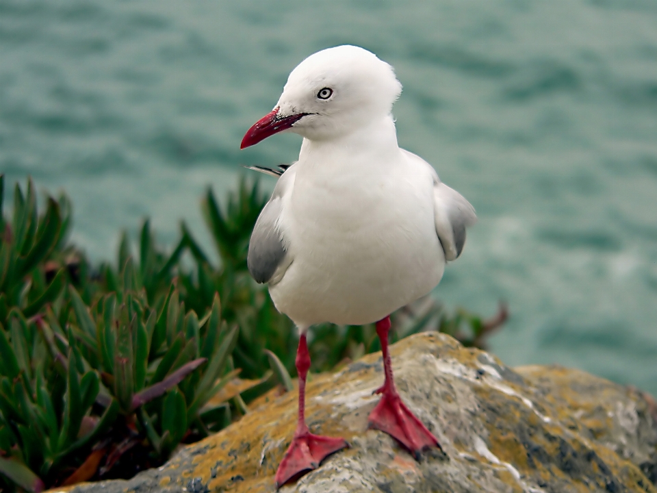 鳥 海鳥
 野生動物 カモメ
