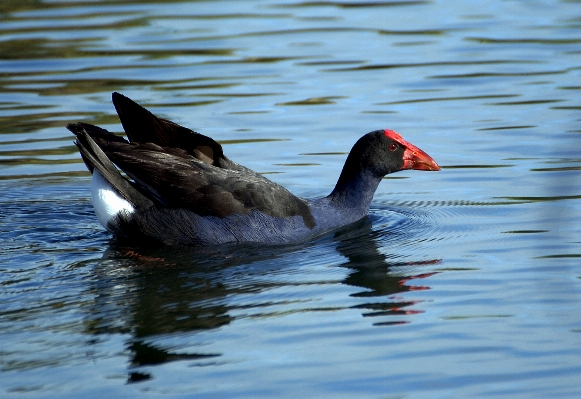 Water bird wing pond Photo