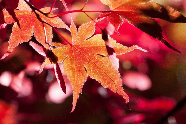 Tree nature branch bokeh Photo