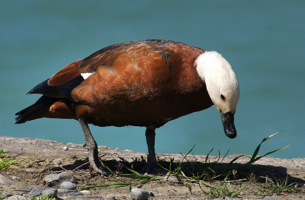 自然 鳥 野生動物 嘴 写真