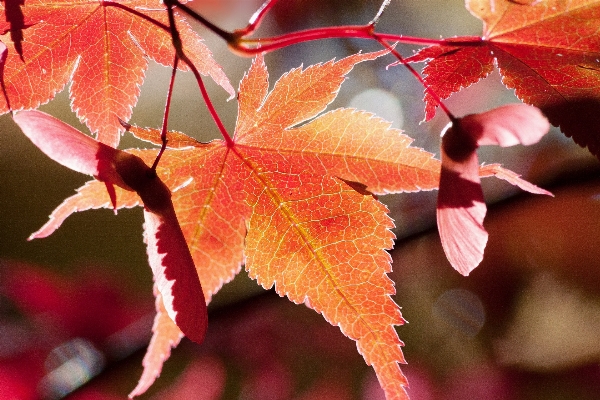 Tree nature branch bokeh Photo