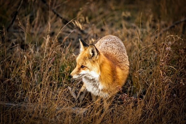 Nature prairie animal cute Photo