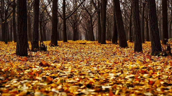 Zdjęcie Krajobraz drzewo natura las