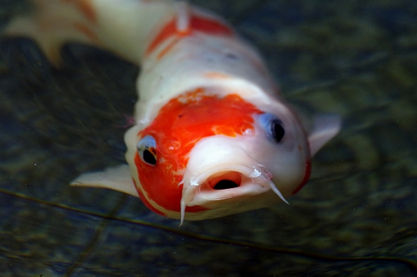 Foto Merah biologi ikan koicarp
