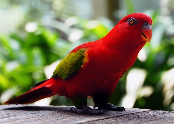 Bird red beak fauna Photo