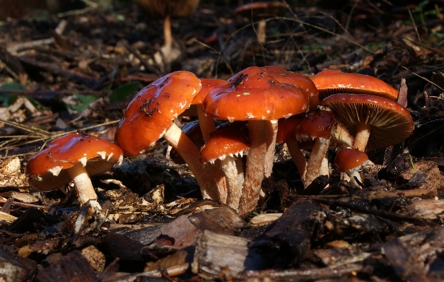 Foto Jamur fauna jamur
 leratiomycesceres
