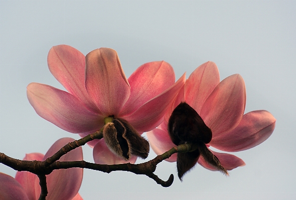 Blossom plant leaf flower Photo