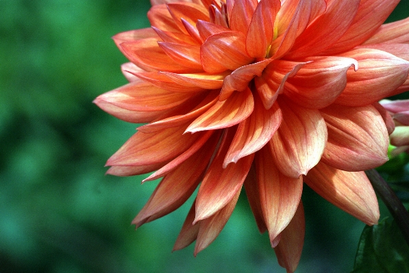 Plant flower petal botany Photo