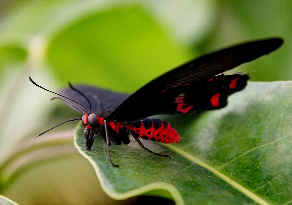 Natura skrzydło fotografia liść