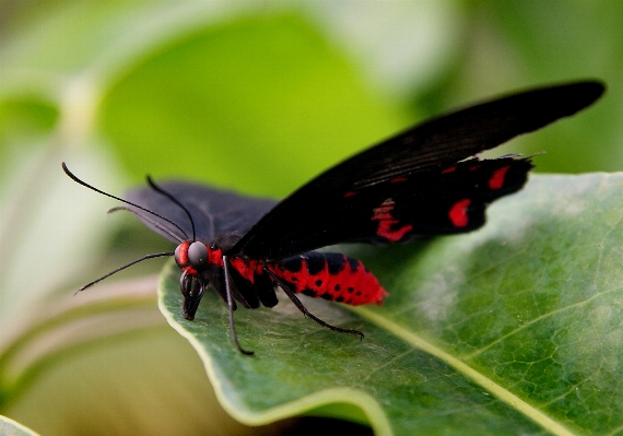 Nature wing photography leaf Photo