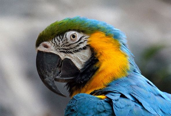 Bird wing wildlife beak Photo