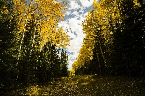 Landscape tree water nature Photo