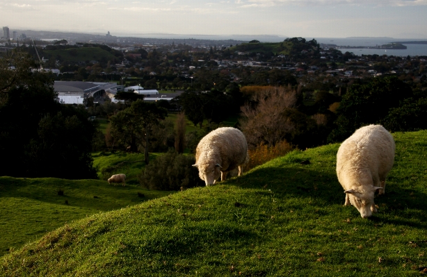 Nature grass field farm Photo