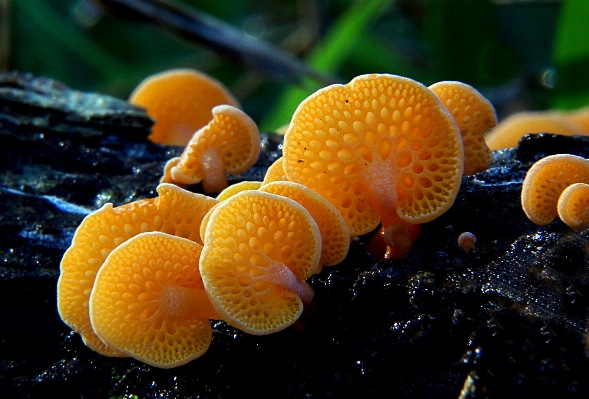 Nature orange produce biology Photo