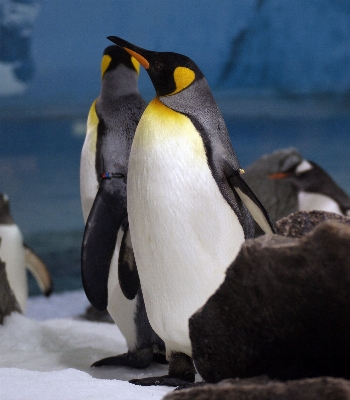 海 海岸 鳥 動物 写真