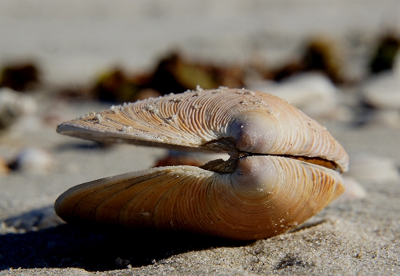 Strand natur sand tierwelt Foto