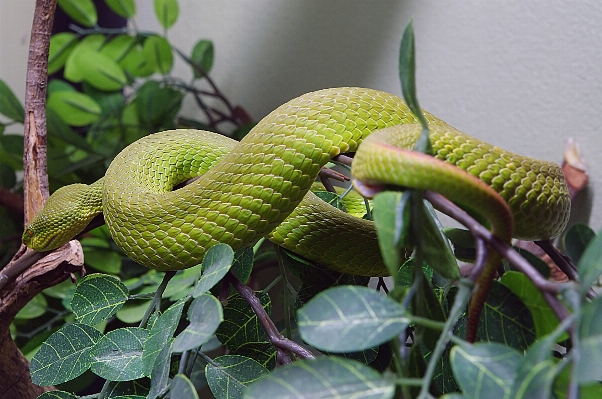 花 野生動物 緑 密林 写真