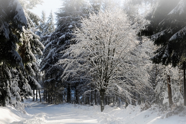 Landscape tree nature forest Photo