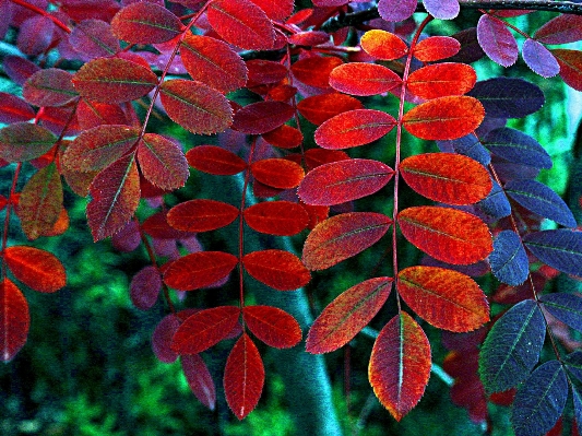 Tree nature branch plant Photo