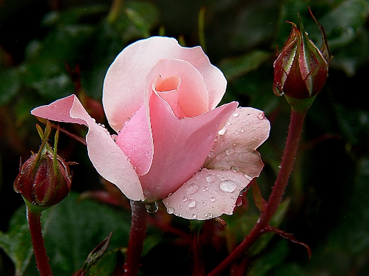 Nature blossom plant leaf Photo