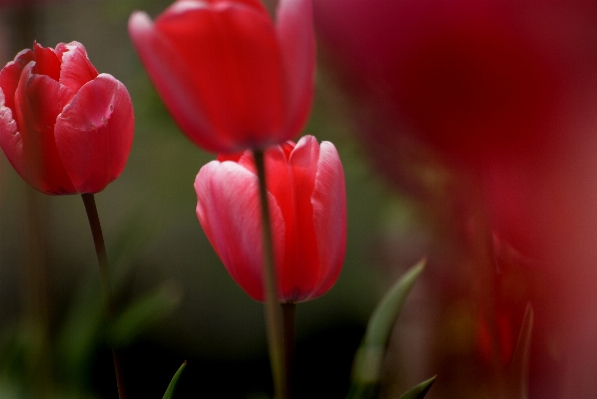 Foto Plantar flor pétala tulipa