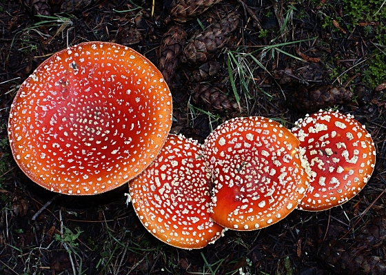 Nature red autumn mushroom Photo