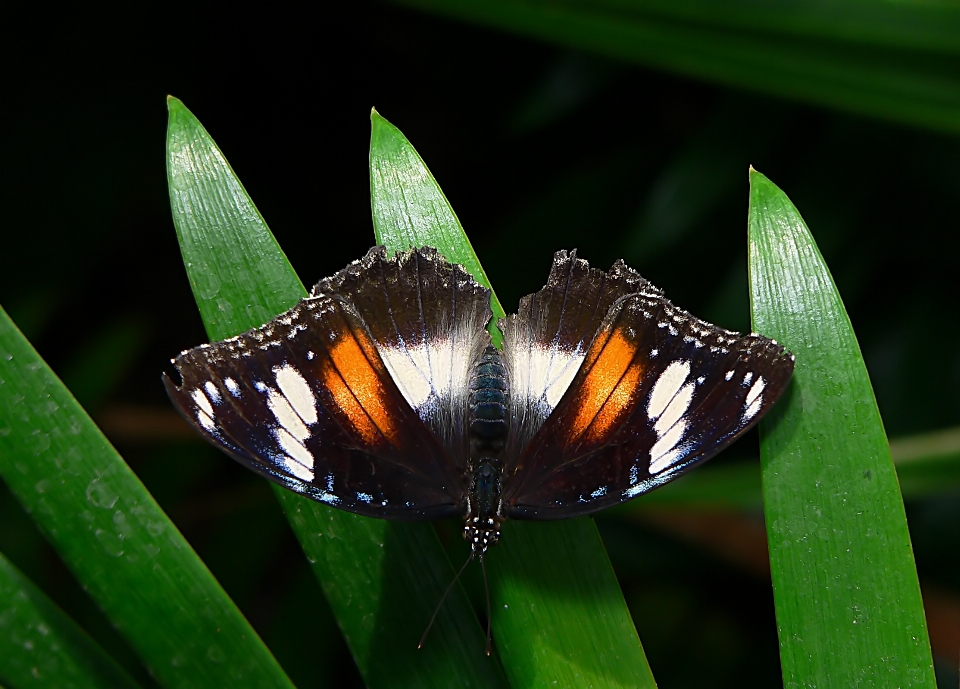 Nature grass wing photography