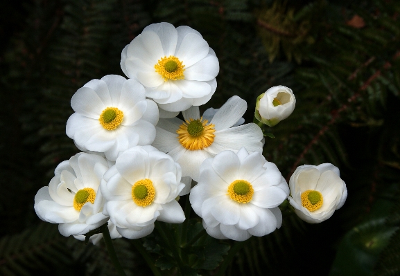 Blossom plant flower petal Photo