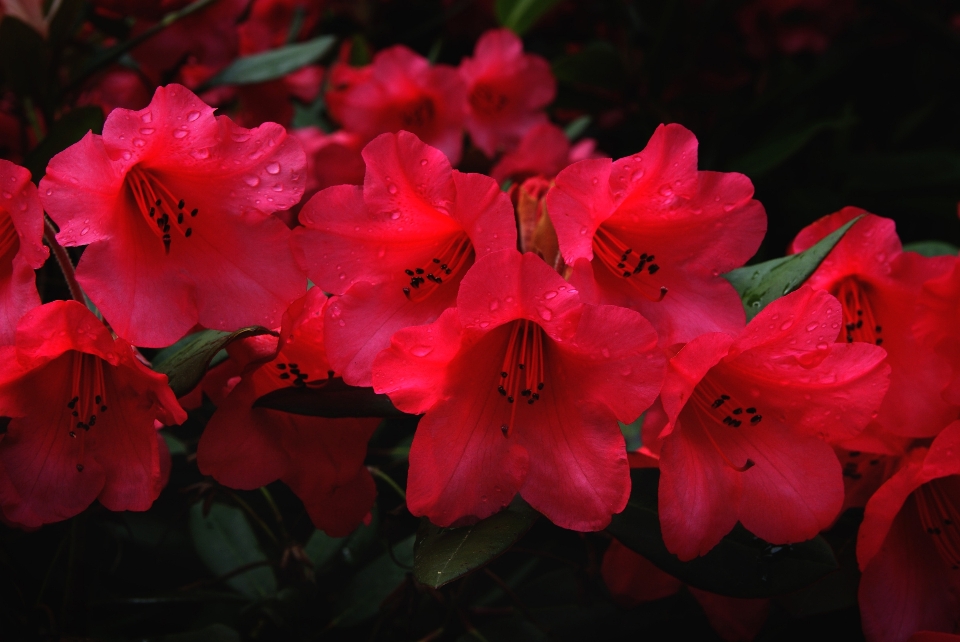 Blossom plant flower petal