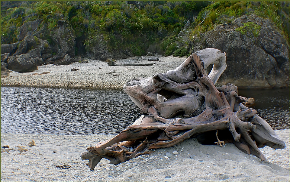 Legni galleggianti
 mare albero natura