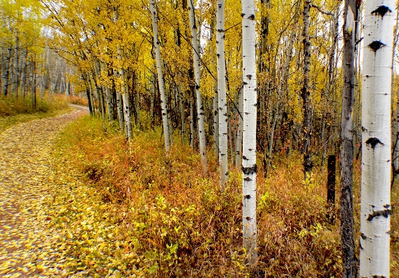 Tree forest branch plant Photo