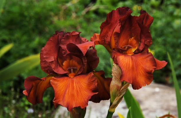 Plant leaf flower petal Photo