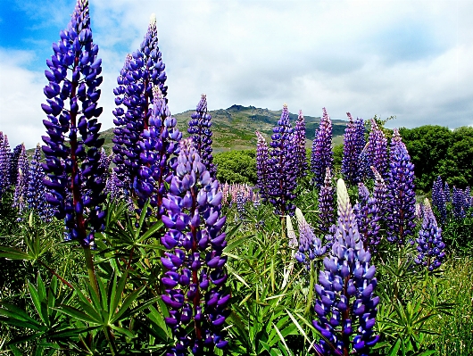 Plant meadow flower botany Photo