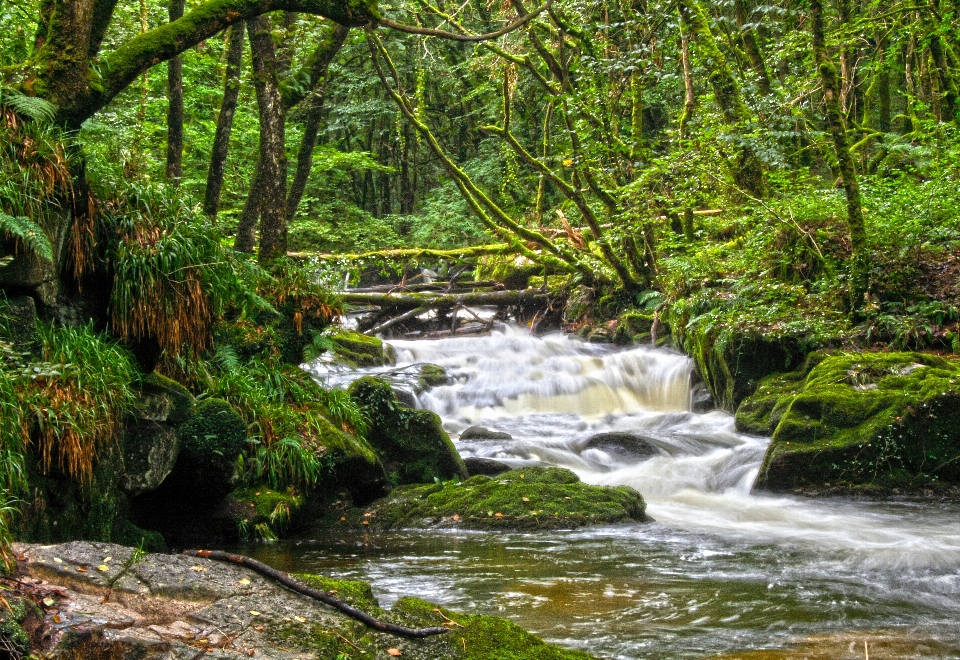 風景 木 水 自然