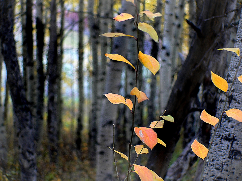 árvore natureza floresta filial