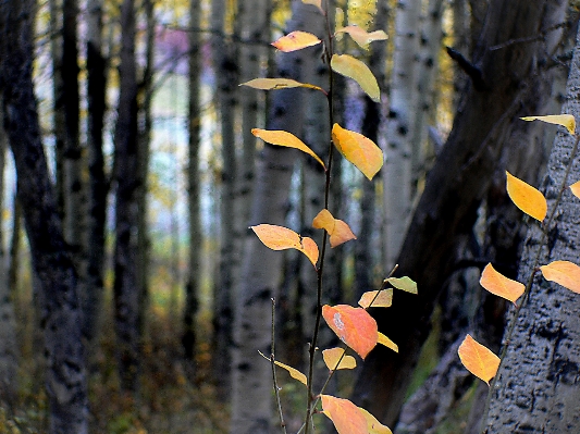 Tree nature forest branch Photo