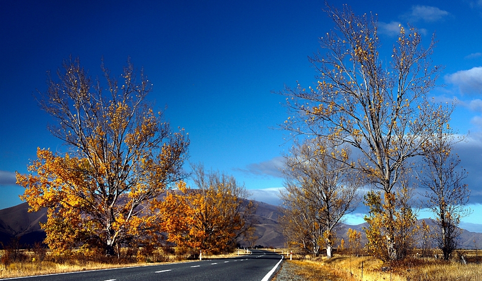 Landscape tree nature branch