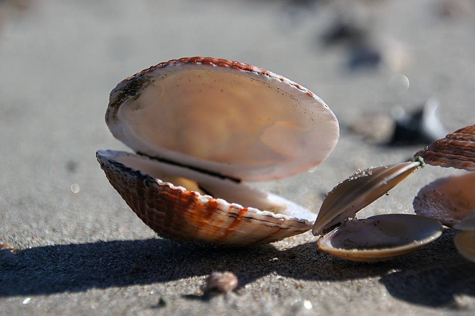 Plaża morze natura piasek