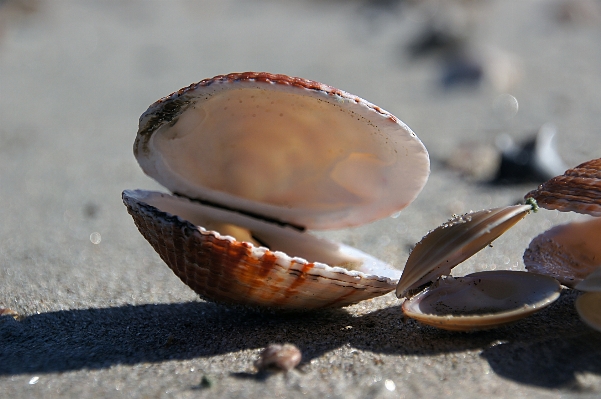 Beach sea nature sand Photo