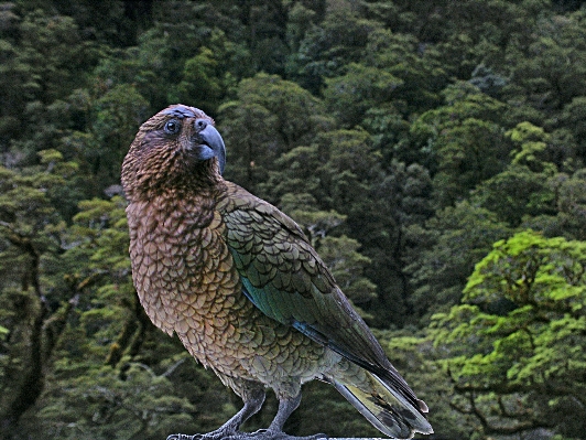 Foto Neve pássaro animais selvagens bico