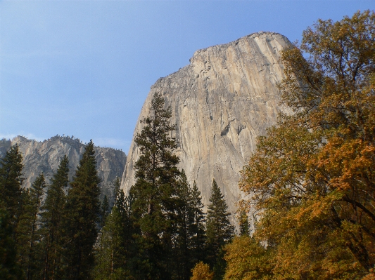 Tree nature rock wilderness Photo