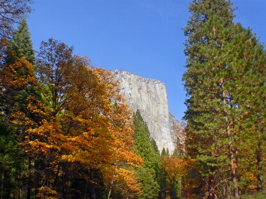 Tree nature forest wilderness Photo